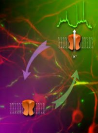 Les canaux ioniques sont nécessaires à la vie !